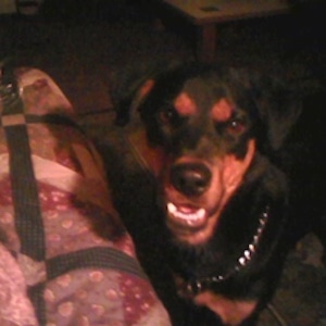 Close up head shot - A black with brown Shepweiler dog is standing in front of an earthy patterned couch. It is looking forward and its mouth is open.