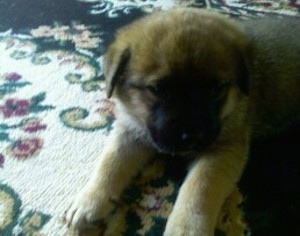 Close up front view - A small fuzzy black with brown Shepweiler puppy is laying on a rug looking at the person taking the picture.