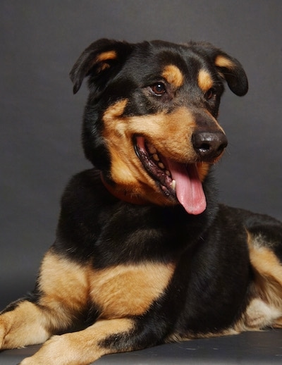 Close up front side view - A black with tan Shepweiler dog is laying across a black surface, it is looking to the right, its mouth is open, tongue is out and it looks like it is smiling.