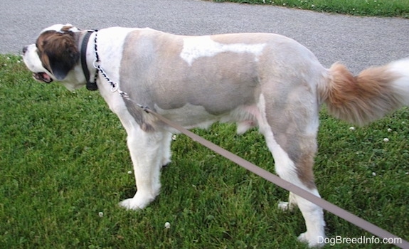 The left side of a shaved, white with brown and black Saint Dane is standing in grass and it is looking to the left. Its mouth is open. It has longer hair on its head and tail and its body is shaved short to the skin.