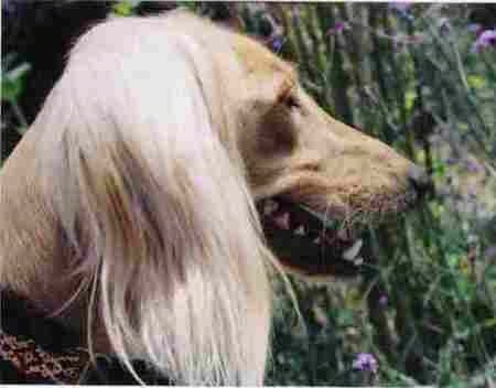 Close up - The right side of a cream Salukis face and its mouth is open. It has longer hair on its long drop ears.