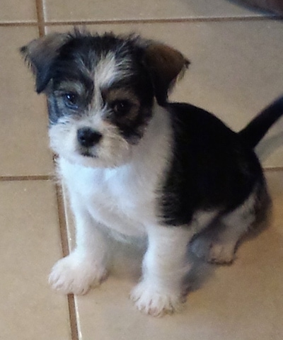 Front side view - a black and white Schnekingese puppy is sitting on a tan tiled floor looking forward. The dog has longer hair on its face and paws