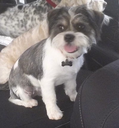 Close up front side view - A happy looking grey and white Schnekingese puppy is sitting in the backseat of a vehicle, it is looking to the left, its mouth is open and tongue is out. There are two other toy dogs behind it.