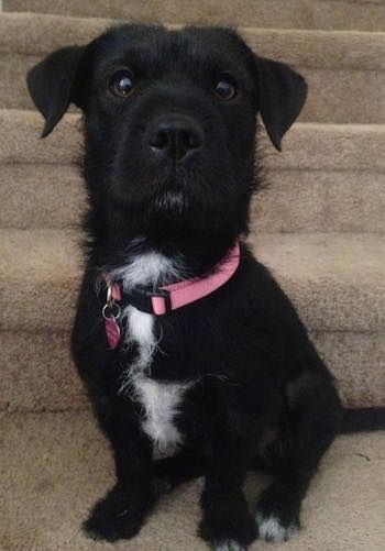 Close up - A wiry looking black with white Shar Tzu dog is wearing a pink collar sitting at the bottom of a tan carpeted staricase looking forward.