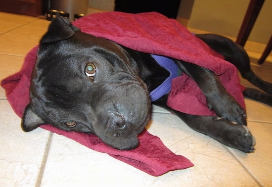 Close up - A black Sharbo is wrapped in a red towel and it is laying on its right side on a white tiled floor.