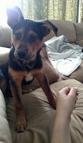 A black with tan and white Shepherd Pit dog is sitting on a couch and it is looking to the left. Its right ear is flopped down and its left ear is standing up tall.