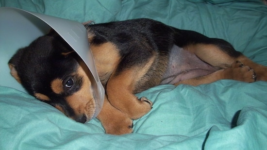 The right side of a black with tan Shepweiler puppy is laying on a dog bed and it has a white hard plastic cone on its head.