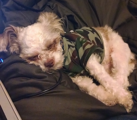 A white with tan ShiChi is wearing a camo shirt sleeping on a brown couch.