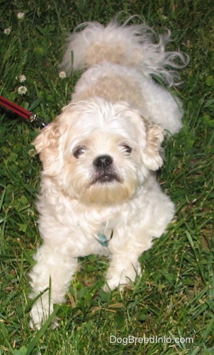 Close up front view - A white and tan Shih-Tzu is laying on a grass surface and it is looking up. The dog has a black nose and black lips.