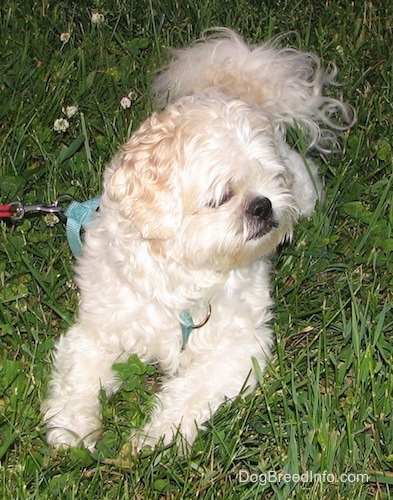 Close up front view - A wavy coated, white and tan Shih-Tzu is laying on a grass surface and it is looking to the right.
