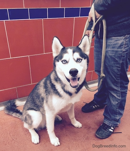 A black and white Siberian Husky with blue-eyes is sitting in front of a tiled wall, it is looking forward, its mouth is open and it looks like it is smiling.