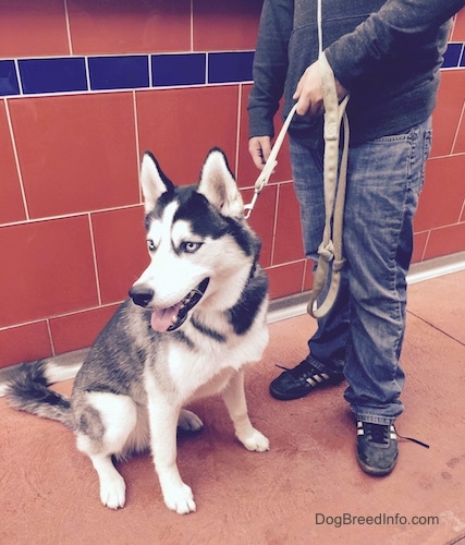 A black and white Siberian Husky with blue-eyes is sitting in front of a tiled wall, it is looking to the left, its mouth is open and tongue is out.