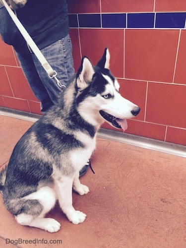 The right side of a black and white Siberian Husky with blue-eyes that is looking to the right, its mouth is open and tongue is out, there is a person holding its leash behind it.