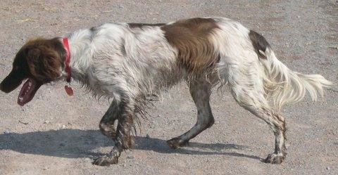 The left side of a muddy Small Munsterlander that is walking across a dirt surface, it is looking down, its mouth is open and its head is level with its body.