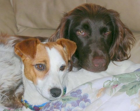 Close Up - A black Small Munsterlander is laying on a tan leather couch behind a white with tan Jack Russell Terrier