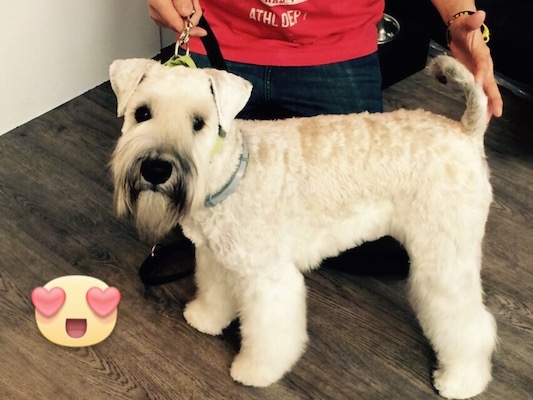 The left side of a shaved brown and black Soft Coated Wheaten Terrier that is standing on a hardwood floor, there is a person kneeling behind it with there hand on its tail. There is a heart eyes emoji overlayed at the bottom left of the image.