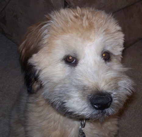 Close up - A thick coated, brown with black Soft Coated Wheaten Terrier dog is sitting on a carpet, its head is turned to the right and it is looking to the left.