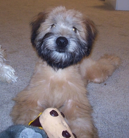 Close up front view - A brown with black Soft Coated Wheaten Terrier is laying out on a carpet. It is looking forward and there is a toy in front of it.