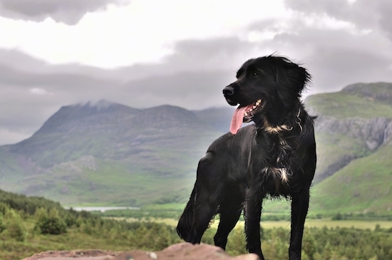 Front side view - A black with white Spangold Retriever dog is standing on a rock and looking to the left. Its mouth is open and tongue is out.