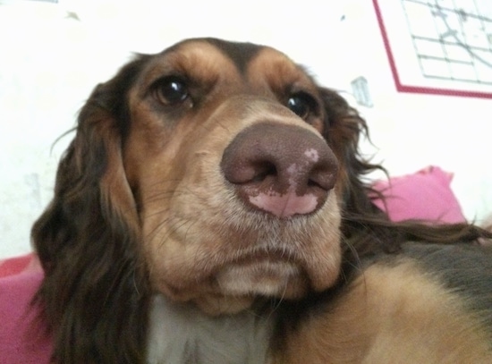 Close up head shot - A brown and black with white Sprocker Spaniel dog laying on a pink couch looking forward. It has longer hair on its long drop ears and a brown nose with pink patches on it.