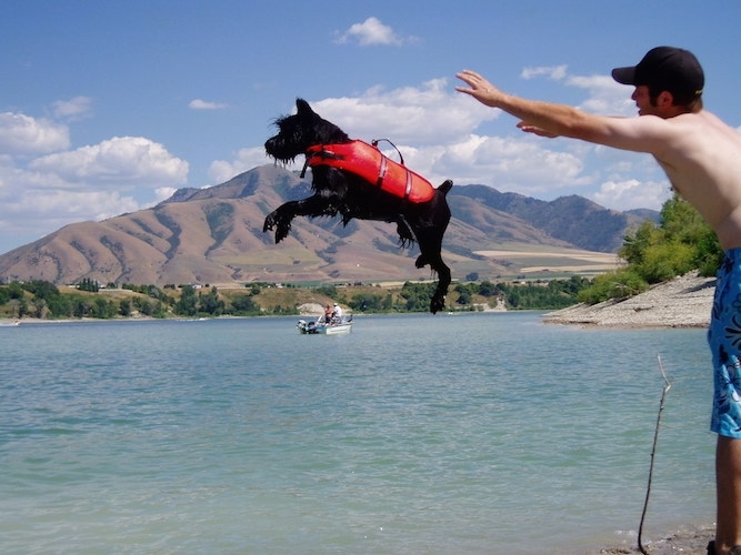 Spike the Black Schnauzer is wearing an orange life vest and being thrown into a body of water by a man