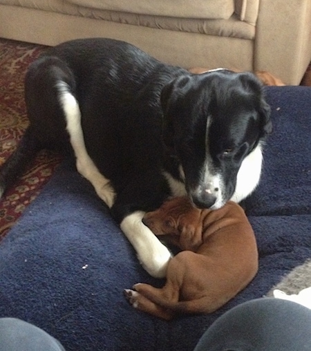 A large black with white Swiss Newfie dog is laying on a blue pillow and it is looking down at a smaller brown puppy that is sleeping under it.