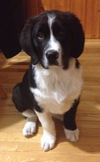 Close up front view - A black with white Swiss Newfie puppy is sitting on a hardwood floor and it is looking forward. It has black on its body and head with white down its stop, on its chest, legs and paws.