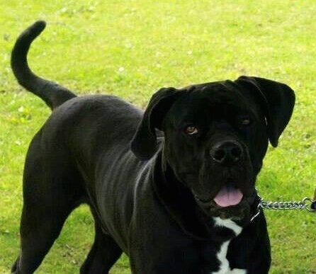 Close up front side view - A black with white Taylors Minidane is standing in grass, it is looking forward, its mouth is open and its head is slightly tilted to the left. The dog has drop ears and a long tail.