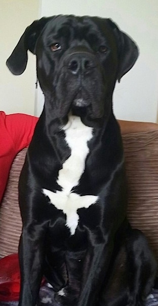 Close up front view - A black with white Taylors Bulldane is sitting on a couch next to a person in a red shirt and it is looking forward. The dog has droopy eyes.