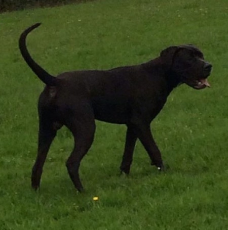 The back right side of a black Taylors Minidane that is walking across a grass surface. It is panting and it is looking to the right. It has a long tail and a boxy shaped snout.