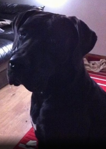 Close up head shot - The front left side of a black with white Taylor Bulldane that is sitting on a rug and looking to the left.