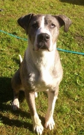 Close up front view - A blue and white Taylors Bulldane is sitting in a field and it is looking up.