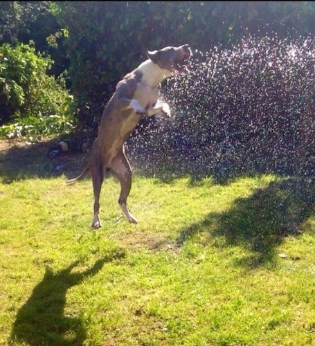 Action shot - A blue and white Taylors Bulldane dog is jumping up to bite at water being sprayed towards it in the air.