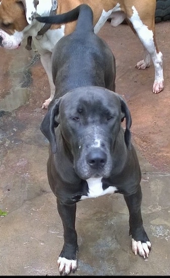 Top down view of a black with white Taylor Bulldane that is standing on stone surface and behind it is a brown and white dog.