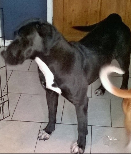 The front left side of a black with white Taylor Bulldane that is standing across a tiled floor and it is looking to the left.