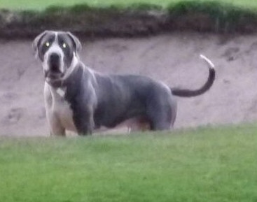 The front left side of a gray and white Taylors Bulldane is standing in a sandtrap and it is looking forward. It has a long tail that curls up.