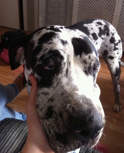 Close up - A blue-eyed Taylors Bulldane dog standing on a hardwood floor and in front of a person that is grabbing under the dogs chin. The dog has a big head.