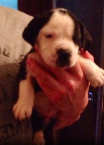 Close up - A little black and white Taylors Bulldane puppy is being held by a persons hand and the puppy is looking forward.