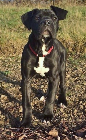 Front view - A shiny black with white Taylors Minidane puppy is standing in rocks and dirt. It is looking forward and up.