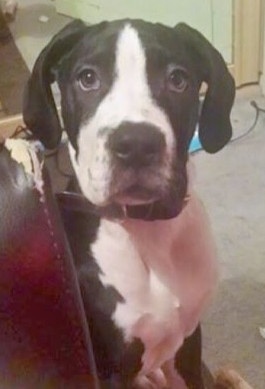 Close up - A black and white Taylors Minidane puppy is sitting near the arm of a couch and it is looking forward. The dog has drop ears and a black nose.