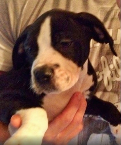 Close up - A black and white Taylors Bulldane puppy is being held against the body of a person. The puppy is looking down and to the left. It has a black nose.