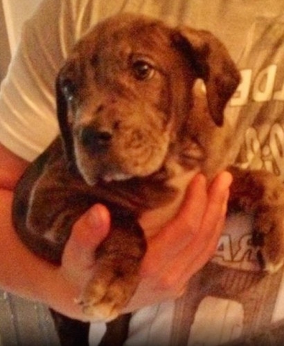 Close up - A harlequin Taylors Bulldane puppy is being held under the arm of a person and it is looking to the left.