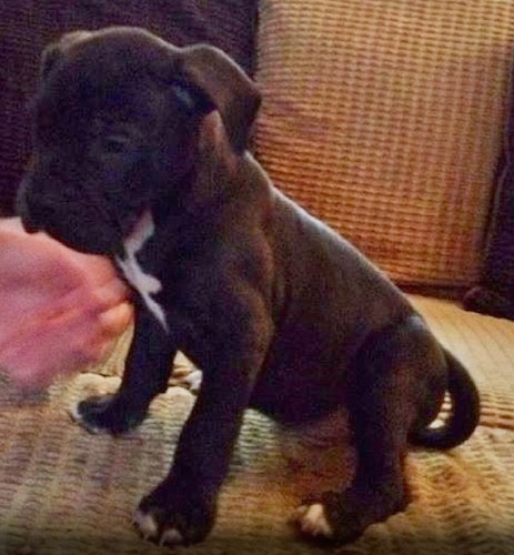 The front right side of a black with white Taylors Bulldane puppy that is sitting across a couch and it is looking down. There is a person reaching to pet the puppy.