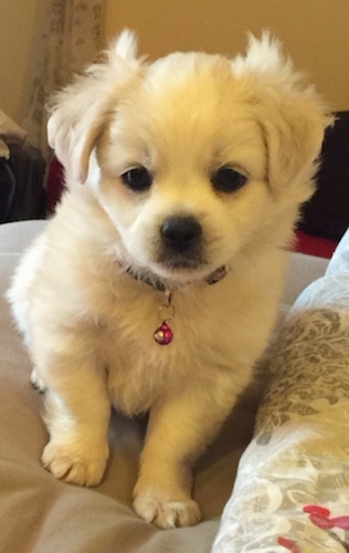 A fluffy small white puppy wearing a teardrop shaped charm on its collar sitting up on a humans bed.