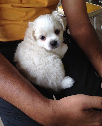 A fluffy little white puppy sitting in the lap of a person who is wearing a yellow shirt and black pants.