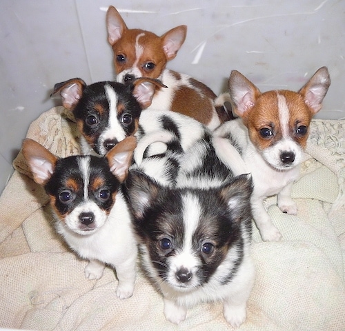 A litter of 5 Toy Foxillon puppies are sitting on a blanket in a large plastic box and they are looking up. Four of the pups have perk ears, one has ears that fold over. One has longer hair than the others. Two are tan and white, two are tricolor tan, black and white and one is black and white.