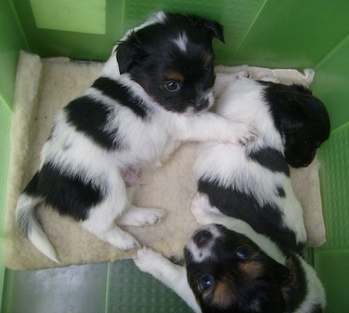Top down view of three little young puppies that are laying in a green plastic box. Two are black and white and one is black, white and tan.