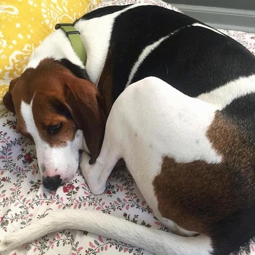 Top down view of a white, black and brown Treeing Walker Coonhound is laying down curled up in a ball a bed. The dog has a long tail and a green collar.