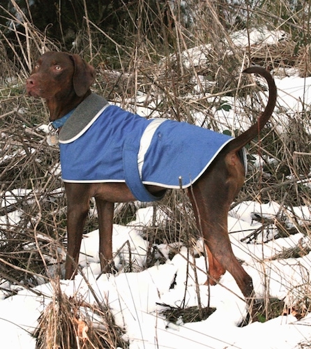 The back left side of a tall, brown Vizmaraner dog wearing a blue jacket standing in snow looking to the left. The dog has yellow eyes, a brown nose and a long tail that it is holding up in the air.