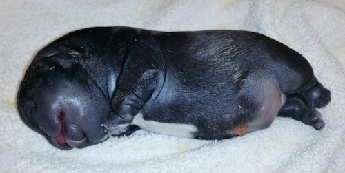 A dead newborn French Bulldog water puppy placed on a white towel